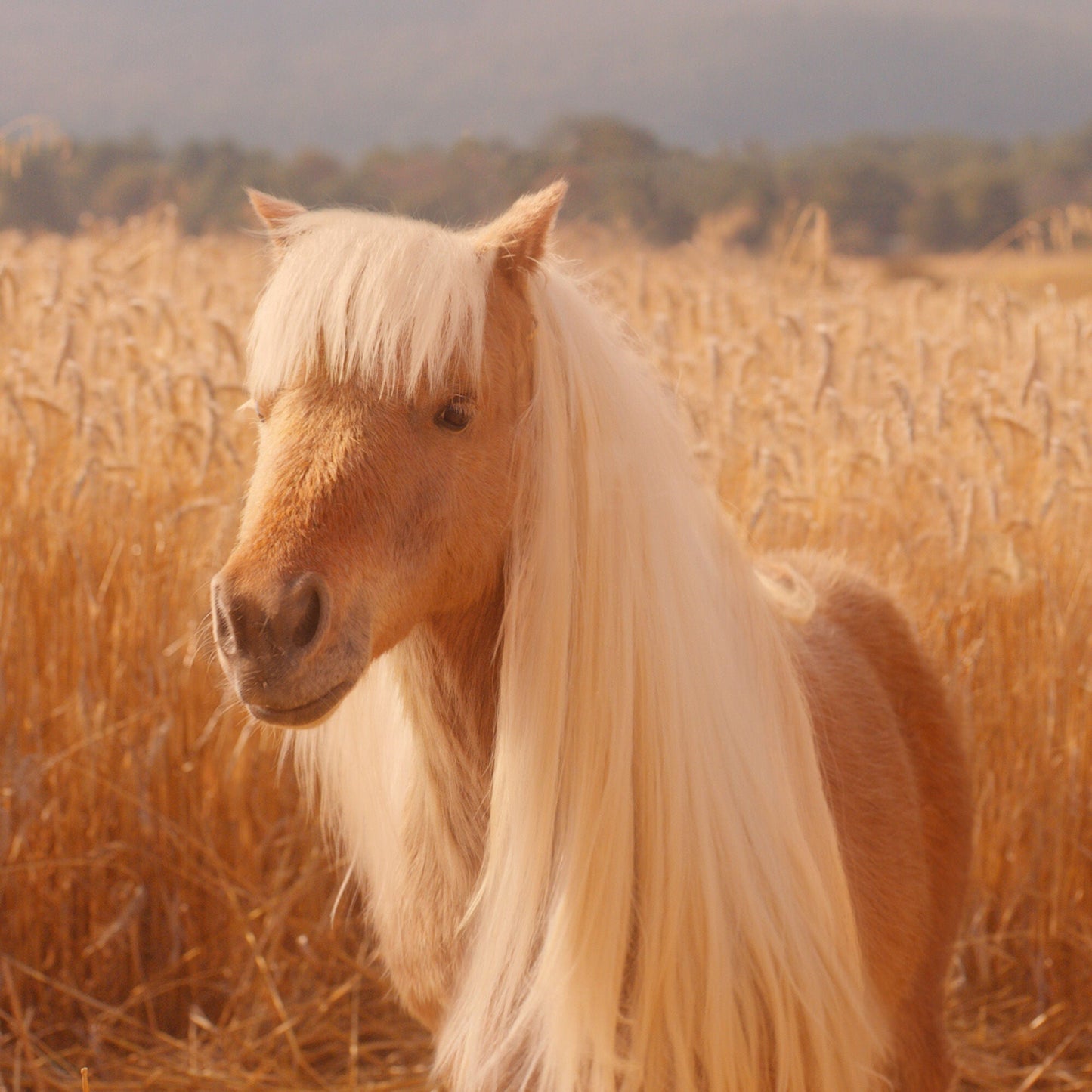 halo-glow-liquid-filter-d1 pony_pdp_2_e2011e9a-b9dd-4967-9b0f-b2fb03df5f80.jpg